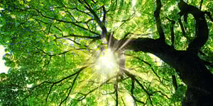Talking Trees and Techno-Realism